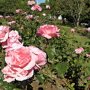 Rozenstruik roze